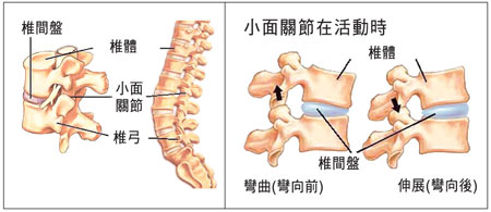 在每节椎骨间有一个洞,它们连接成为"椎间管",而脊髓就通过这条椎管